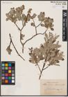 Foto von Salix aurita L. x Salix lapponum L.